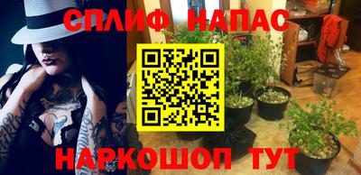 крисы Новокубанск